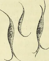 An illustration from Le corps humain / par A. Le Pileur. (1873)