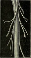An illustration from Le corps humain / par A. Le Pileur. (1873)