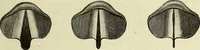 Picture 33 of 35 from Le corps humain / par A. Le Pileur. (1873), leaf 331