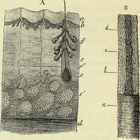 An illustration from Le corps humain / par A. Le Pileur. (1873)