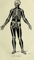 An illustration from Le corps humain / par A. Le Pileur. (1873)