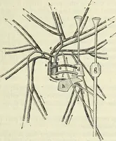 An illustration from Le corps humain / par A. Le Pileur. (1873)
