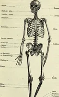 An illustration from Le corps humain / par A. Le Pileur. (1873)