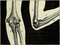 An illustration from Le corps humain / par A. Le Pileur. (1873)