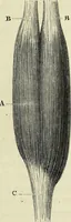 An illustration from Le corps humain / par A. Le Pileur. (1873)