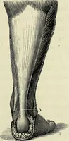 An illustration from Le corps humain / par A. Le Pileur. (1873)