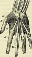 An illustration from Le corps humain / par A. Le Pileur. (1873)