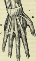 An illustration from Le corps humain / par A. Le Pileur. (1873)