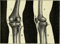 An illustration from Le corps humain / par A. Le Pileur. (1873)