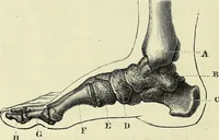 An illustration from Le corps humain / par A. Le Pileur. (1873)