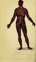 An illustration from Le corps humain / par A. Le Pileur. (1873)