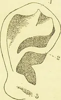 An illustration from The criminal / by Havelock Ellis. (1895)