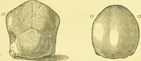 An illustration from Elements of phrenology / by George Combe. (1873)