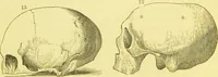 An illustration from Elements of phrenology / by George Combe. (1873)