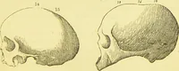 An illustration from Elements of phrenology / by George Combe. (1873)