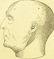 An illustration from Elements of phrenology / by George Combe. (1873)