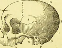 An illustration from Elements of phrenology / by George Combe. (1873)