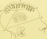 An illustration from Elements of phrenology / by George Combe. (1873)