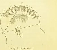 An illustration from Elements of phrenology / by George Combe. (1873)