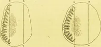 An illustration from Elements of phrenology / by George Combe. (1873)