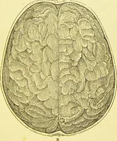 An illustration from Elements of phrenology / by George Combe. (1873)