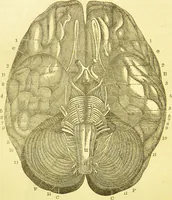 An illustration from Elements of phrenology / by George Combe. (1873)