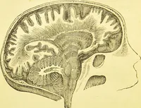 An illustration from Elements of phrenology / by George Combe. (1873)
