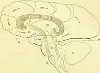 An illustration from Elements of phrenology / by George Combe. (1873)