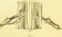 Picture 15 of 36 from Elements of phrenology / by George Combe. (1873), leaf 64