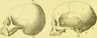 An illustration from Elements of phrenology / by George Combe. (1873)
