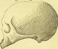 An illustration from Elements of phrenology / by George Combe. (1873)