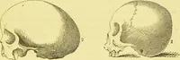 An illustration from Elements of phrenology / by George Combe. (1873)
