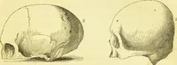 An illustration from Elements of phrenology / by George Combe. (1873)