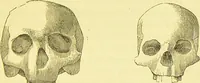 An illustration from Elements of phrenology / by George Combe. (1873)