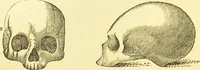 An illustration from Elements of phrenology / by George Combe. (1873)