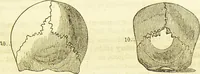 An illustration from New illustrated self-instructor in phrenology and physiology : together with the chart and character of ... as marked by ... / by O.S. and L.N. Fowler. (1877)