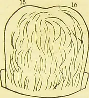 Picture 42 of 58 from New illustrated self-instructor in phrenology and physiology : together with the chart and character of ... as marked by ... / by O.S. and L.N. Fowler. (1877), leaf 121