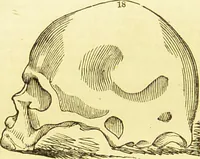 An illustration from New illustrated self-instructor in phrenology and physiology : together with the chart and character of ... as marked by ... / by O.S. and L.N. Fowler. (1877)