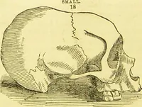 An illustration from New illustrated self-instructor in phrenology and physiology : together with the chart and character of ... as marked by ... / by O.S. and L.N. Fowler. (1877)