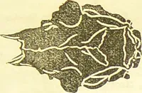 An illustration from New illustrated self-instructor in phrenology and physiology : together with the chart and character of ... as marked by ... / by O.S. and L.N. Fowler. (1877)