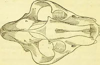 An illustration from New illustrated self-instructor in phrenology and physiology : together with the chart and character of ... as marked by ... / by O.S. and L.N. Fowler. (1877)
