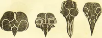 Picture 19 of 58 from New illustrated self-instructor in phrenology and physiology : together with the chart and character of ... as marked by ... / by O.S. and L.N. Fowler. (1877), leaf 68