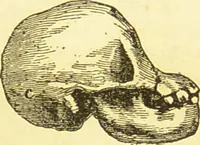 An illustration from New illustrated self-instructor in phrenology and physiology : together with the chart and character of ... as marked by ... / by O.S. and L.N. Fowler. (1877)