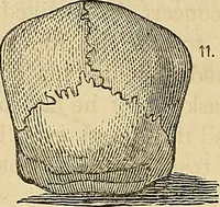 An illustration from How to teach according to temperament and mental development or : Phrenology in the school-room and the family / by Nelson Sizer. (1877)