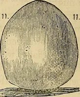 An illustration from How to teach according to temperament and mental development or : Phrenology in the school-room and the family / by Nelson Sizer. (1877)