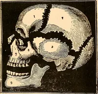 An illustration from Key to phrenology / by Prof. Wm. Seymour, practical phrenologist & psychologist, of Philadelphia. (1890)