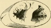 An illustration from Pediatrics : the hygienic and medical treatment of children / by Thomas Morgan Rotch. (1898)