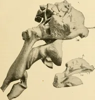 An illustration from Pediatrics : the hygienic and medical treatment of children / by Thomas Morgan Rotch. (1898)