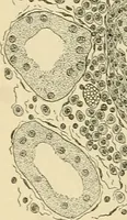 An illustration from Pediatrics : the hygienic and medical treatment of children / by Thomas Morgan Rotch. (1898)