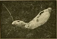 An illustration from Pediatrics : the hygienic and medical treatment of children / by Thomas Morgan Rotch. (1898)